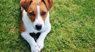 Jack Russell Terrier: Razas de perros