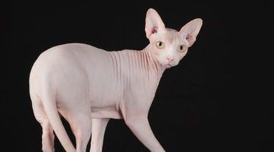Sphynx o gato egipcio: todo sobre esta raza de felino