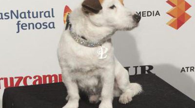 Muere el perro Pancho, el Jack Russell Terrier que conquistó la pequeña y gran pantalla