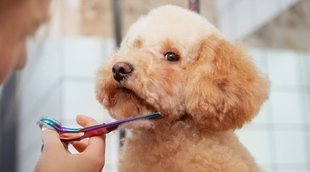 Pautas y consejos para cortar el pelo a tu perro