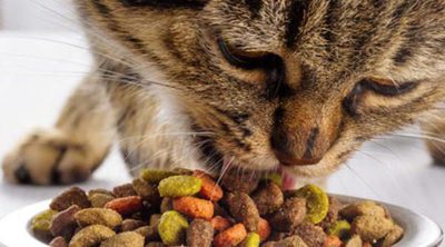 Alimentar a mi mascota: ¿Qué pienso es el más adecuado para mi gato?