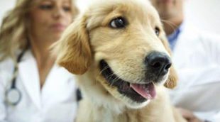 Qué es y en qué consiste la esterilización de un perro