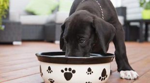 Cocina para tu perro: Recetas rápidas y sanas para tu mascota