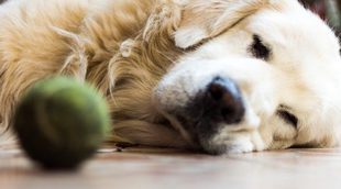 Artritis canina: Síntomas y tratamiento