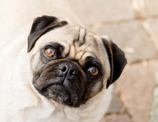 ¿Ven los perros en blanco y negro? - Bekia Mascotas