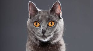 Chartreux o Gato Cartujo: Todo sobre esta raza de felino