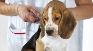 ¿Qué vacunas hay que poner a un perro?