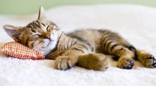 ¿Cuántas horas al día es aconsejable que duerma un gato?