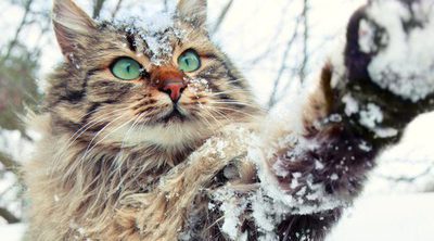 Cómo proteger a tu gato del frío