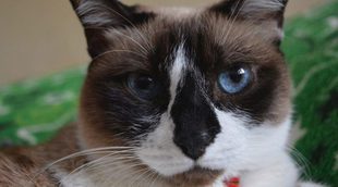 Gato Snowshoe: Todo sobre esta raza de felino