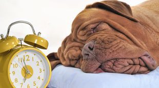 ¿Cuántas horas al día es aconsejable que duerma un perro?