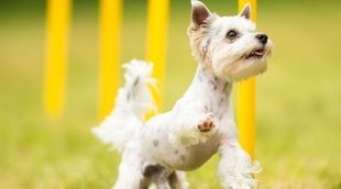 Las lesiones de cadera más comunes que un perro puede sufrir