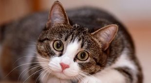 Prurito en los gatos: En qué consiste y cómo combatirlo