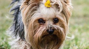 Poner accesorios en el pelo de tu perro. ¿A favor o en contra?