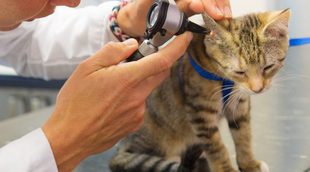 Otitis en gatos: Síntomas, causas y tratamiento