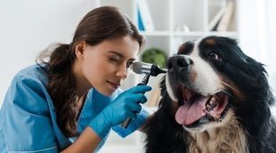 Otitis en perros: Síntomas, causas y tratamiento