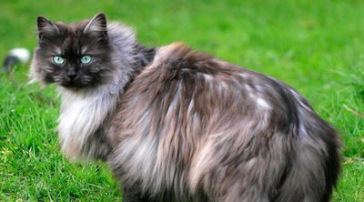Gato Nebelung: Todo sobre esta raza de felino