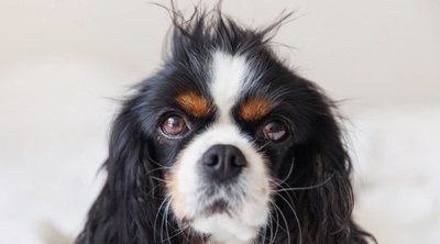 Consejos para desenredar el pelo mi perro