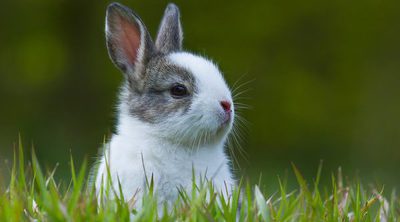 Cómo evitar que mi conejo padezca estrés