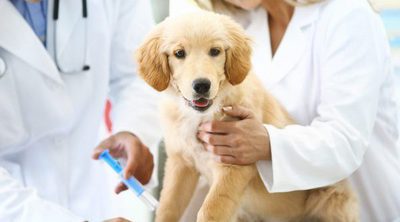 Los vacunas anuales para perros según la normativa