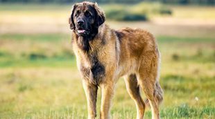 Las 10 razas de perros más grandes
