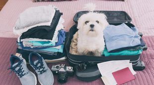 Cómo viajar con tu mascota al extranjero