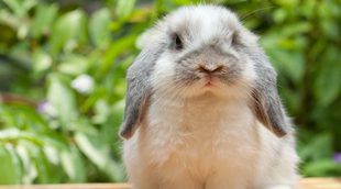 Conejos: descubre a estos adorables animales que pueden ser domésticos