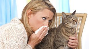 ¿Cómo convivo con mi gato si le tengo alergia?