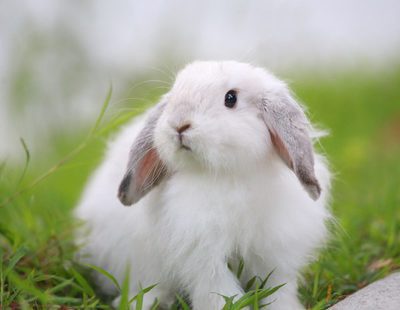 El conejo Belier: conoce esta raza de roedor