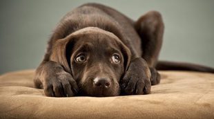 Las fobias caninas: los peculiares miedos de tu perro
