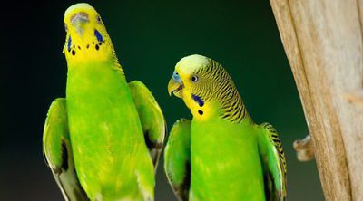 El periquito: Un pájaro fiel a su pareja de por vida
