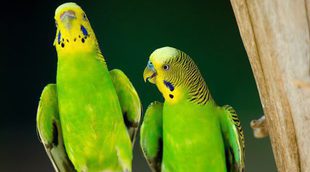 El periquito: Un pájaro fiel a su pareja de por vida