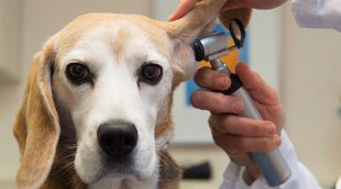 Conoce qué es la parvoriosis canina y cómo afecta a tu mascota