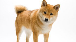 Razas de perros: Shiba Inu