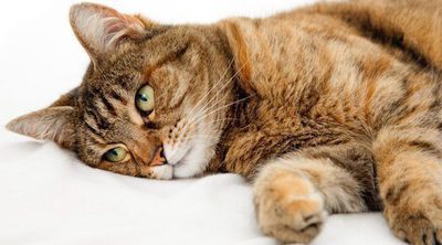 Conoce en qué consiste la dermatitis atópica felina. ¿Sabes cómo acabar con ella?