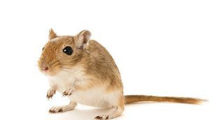 El jerbo, ¿conoces a este curioso roedor doméstico?
