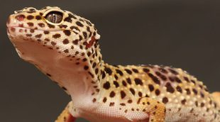 Gecko leopardo: descubre a este pequeño reptil doméstico