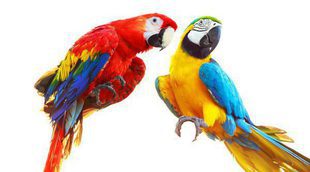 Cacatúa: un ave exótica y parlanchina