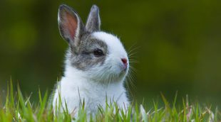 Cómo entrenar a un conejo enano