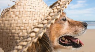 Los perros también disfrutan de él, ¿por qué les encanta tomar el sol?