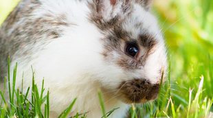 ¿Por qué los conejos no son roedores?