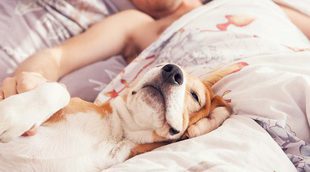 El sueño es clave para la salud de los perros
