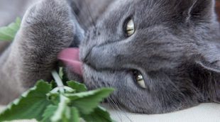 El catnip: La 'marihuana' para los gatos