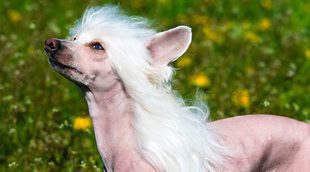 Crestado chino: el perro más feo del mundo