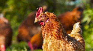 Razas de gallinas: conoce las razas españolas más importantes