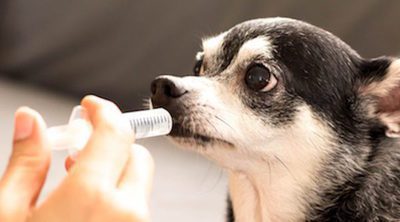 Dalsy para perros: Cómo usarlo en tu mascota