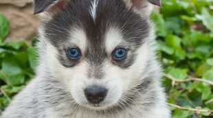 8 nuevas razas de perros que te van a impresionar