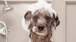 9 mitos sobre el baño de los perros