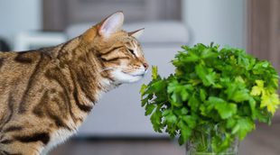 Plantas tóxicas para mascotas