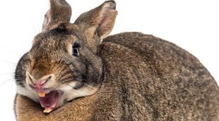 Los dientes del conejo: conoce lo más característico de estos roedores